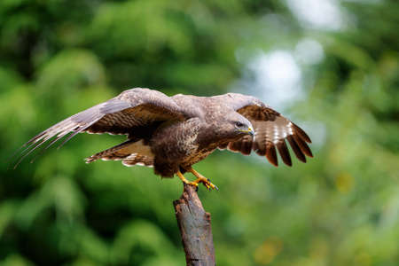 Common Buzzard (Buteo buteo) flying in the forest of Noord Brabant in the Netherlands searching for food. Green forest background.の写真素材