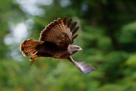 Common Buzzard (Buteo buteo) flying in the forest of Noord Brabant in the Netherlands searching for food. Green forest background.の写真素材