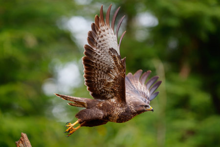 Common Buzzard (Buteo buteo) flying in the forest of Noord Brabant in the Netherlands searching for food. Green forest background.の写真素材