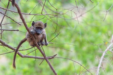 Young baboon playing in a tree in Kruger National Park in South Africaの写真素材