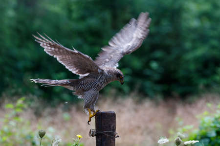 Northern goshawk (accipiter gentilis) searching for food in the forest of Noord Brabant in the...