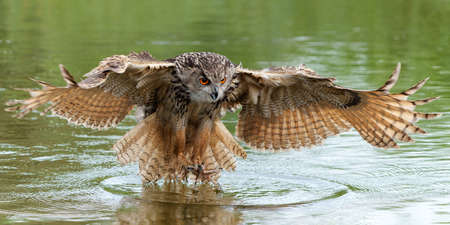 European Eagle Owl (Bubo bubo) flying over a lake in Gelderland in the Netherlands.の写真素材
