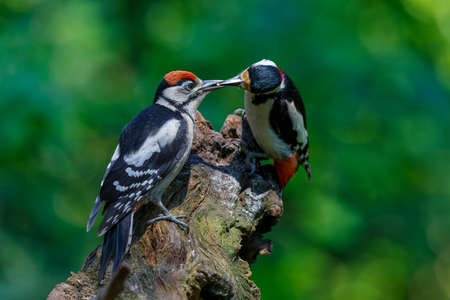Great spotted woodpecker (Dendrocopos major) feeding a juvenile in the forest in the Netherlandsの写真素材