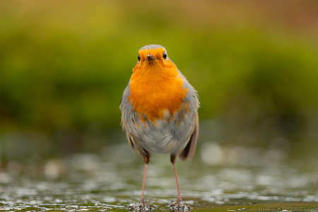 European robin (Erithacus rubecula), known simply as the robin or robin redbreast searching for food...