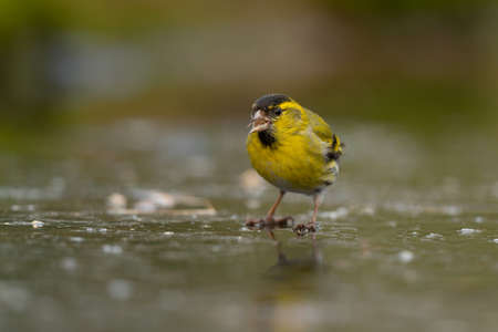 Eurasian siskin (Spinus spinus) searching for food in the forest in the Netherlands