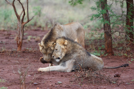 Brotherhood of male lions showing affection in the early morning in Zimanga Game Reserve in the Mkuze Region in Kwa Zulu Natal in South Africaの写真素材