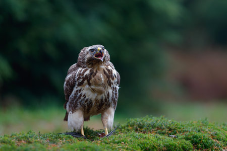 Common Buzzard (Buteo buteo) sarching for food in the forest in the Netherlands.