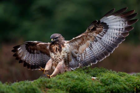 Common Buzzard (Buteo buteo) flying just for landing in the forest in the Netherlandsの写真素材