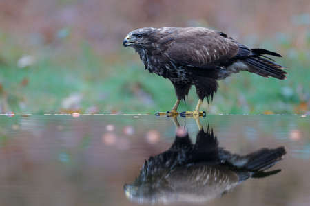 Common Buzzard (Buteo buteo) sarching for food in the forest in the Netherlands.の写真素材