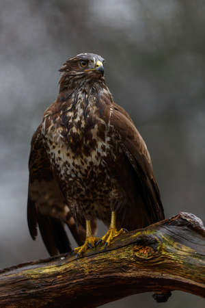 Common Buzzard (Buteo buteo) sarching for food in the forest in the Netherlands.