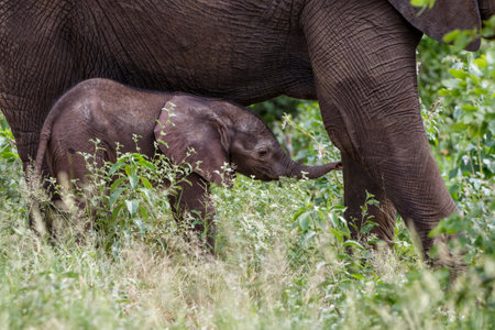 baby elephant seeks protection from mother in Kruger National Park in South Africaの写真素材