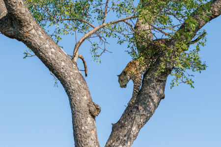 Female leopard coming out a tree in Sabi Sands Game Reserve in the Greater Kruger Region in South Africaの写真素材