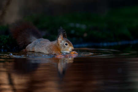 Eurasian red squirrel (Sciurus vulgaris) searching for food in the forest in the South of the Netherlands.の写真素材