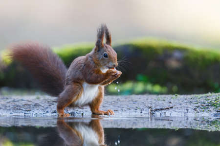 Eurasian red squirrel (Sciurus vulgaris) searching for food in the forest in the South of the Netherlands.の写真素材