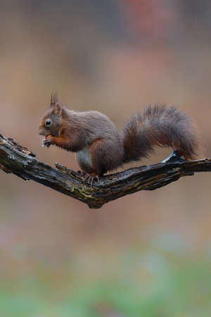 Eurasian red squirrel (Sciurus vulgaris) searching for food in the forest in the Netherlands.