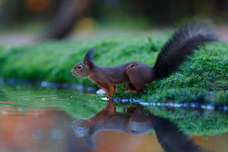 Eurasian red squirrel (Sciurus vulgaris) searching for food in the forest in the Netherlands.
