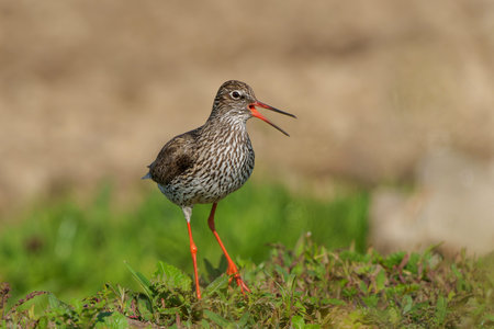 Common Redshank (Tringa totanus) in natural habitat searching for food around a small pond in a meadow in the Netherlands.の写真素材