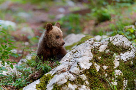 Brown bear - close encounter with wild brown bear cub in the forest and mountains of the Notranjska region in Sloveniaの写真素材