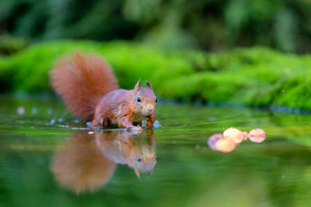 Eurasian red squirrel (Sciurus vulgaris) searching for food in the forest in the Netherlands.の写真素材