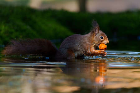 Eurasian red squirrel (Sciurus vulgaris) searching for food in the forest in the Netherlands.