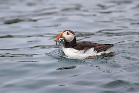 Atlantic puffin with a beak full of sandeels on Farne Islands near the small city of Seahouses in the northeast of England, United Kingdomの写真素材