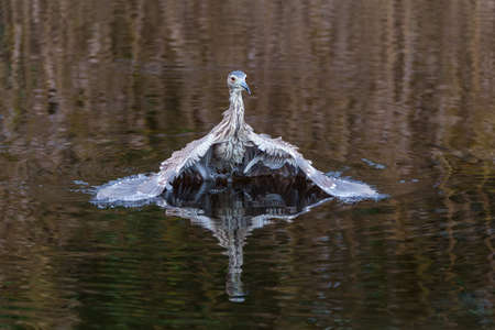 Juvenile Black-crowned Night Heron (Nycticorax nycticorax) fishing in a small lake with a brown and...