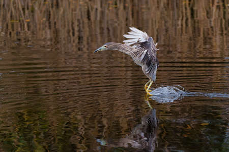 Juvenile Black-crowned Night Heron (Nycticorax nycticorax) fishing in a small lake with a brown and...