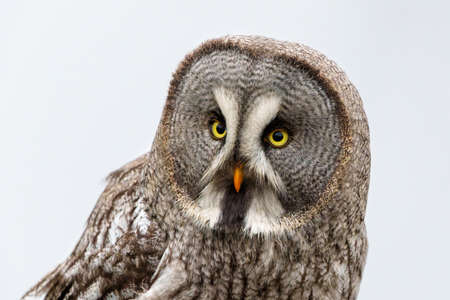 Portrait of a Great Gray Owl or Lapland Owl (Strix nebulosa)on the bank of a lake on a rainy day in Gelderland in the Netherlandsの写真素材