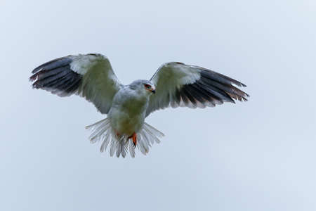 Black-winged kite (Elanus caeruleus) flying in the South of the Netherlands