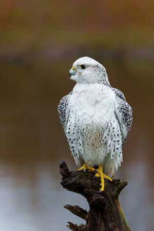 Gyrfalcon (Falco rusticolus), the largest of the falcon species, sitting in the Netherlandsの写真素材