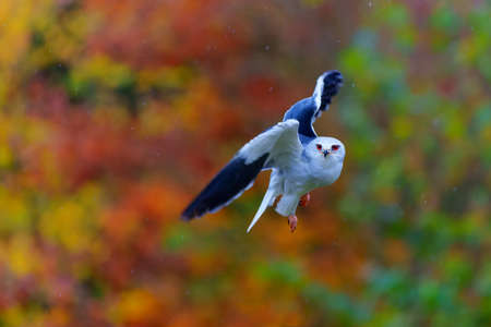 Black-winged kite (Elanus caeruleus) flying in the rain in the autumn in the South of the...