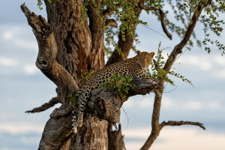 Leopard (Panthera Pardus) resting in a tree in the late afternoon at Mashatu Game Reserve in the Tuli Block in Botswanaの写真素材