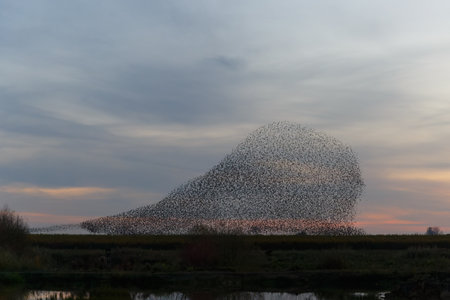 Starling murmurations. A large flock of starlings fly at sunset in the Netherlands. Hundreds of thousands of starlings come together making big clouds to protect against birds of preyの写真素材