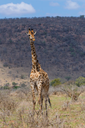Giraffe searching for food in the Kruger National Park in South Africaの写真素材