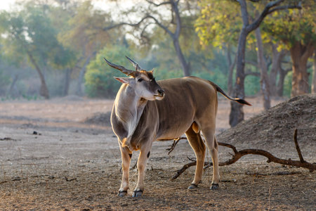 Common eland walking with oxpeckers on his back in Mana Pools National Park in Zimbabweの写真素材