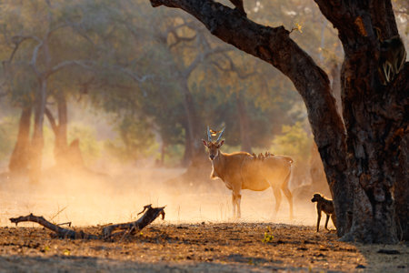 Common eland walking with oxpeckers on his back in Mana Pools National Park in Zimbabweの写真素材