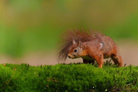 Eurasian red squirrel (Sciurus vulgaris) baby searching for food in the forest in the Netherlands.の写真素材