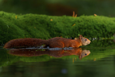 Eurasian red squirrel (Sciurus vulgaris) searching for food in the forest in the Netherlands.の写真素材