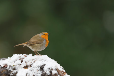 European Robin (Erithacus rubecula) searching for food in the snow in the forest in the Netherlandsの写真素材