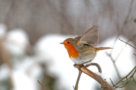 European Robin (Erithacus rubecula) searching for food in the snow in the forest in the Netherlandsの写真素材
