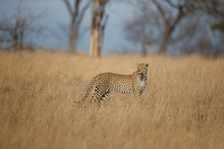 Leopard (Panthera pardus) female searching for food in Sabi Sands game reserve in the Greater Kruger Region in South Africaの写真素材