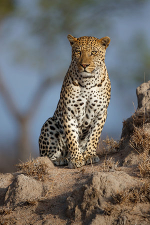 Leopard (Panthera pardus) male searching for food in a game reserve in the Greater Kruger Region in South Africaの写真素材