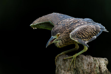 Juvenile Black-crowned Night Heron (Nycticorax nycticorax) hanging around at a small lake with a...