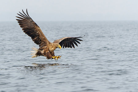White Tailed Eagle (Haliaeetus albicilla), also known as Eurasian sea eagle and white-tailed...