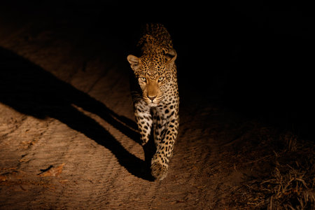 Leopard in Sabi Sands Game Reserve in the Greater Kruger Region in South Africa