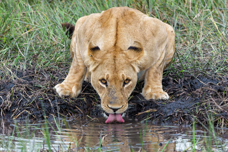 African lion (Panthera leo) drinking. Lioness drinking in the afternoon in the Okavango Delta in Botswana.の写真素材