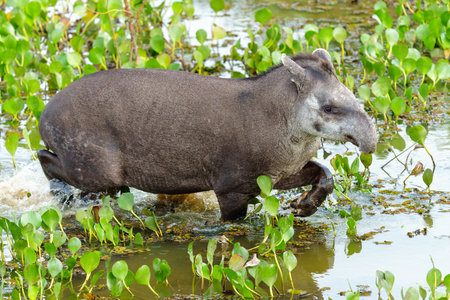 Tapir in the water. South American tapie Tapirus terrestris , also called the Brazilian tapir or lowland tapir, wading in the water in the North Pantanal in Brazilの写真素材