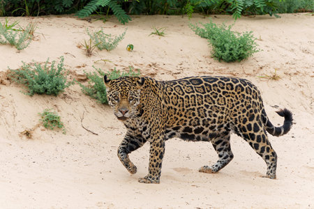 Jaguar (Panthera onca) hunting in the Northern Pantanal in Mata Grosso in Brazilの写真素材