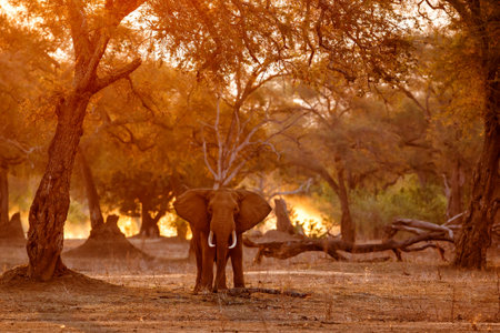 Male elephant searching for food in the late afternoon in the dry season in the forest of high trees in Mana Pools National Park in Zimbabweの写真素材