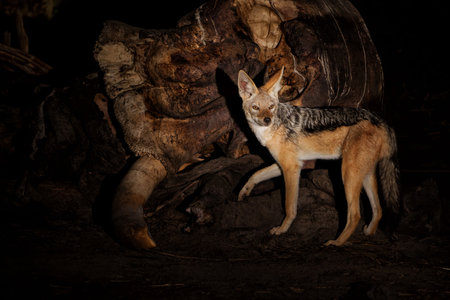 Black-backed jackal (Lupulella mesomelas) eating from elephant carcass at night in the Okavango Delta in Botswanaの写真素材